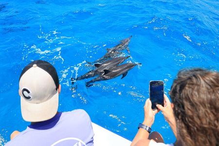 2 Hour Big Island Dolphin Watching and Sea Turtle Snorkel Tour