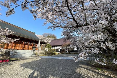 Cherry Blossom with Snow Monkey & Shibu Onsen Afternoon Tour