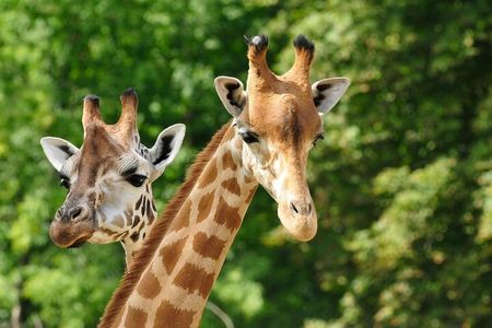 Pafos Zoo Visit & Blue Lagoon Cruise with Local Guide from Paphos