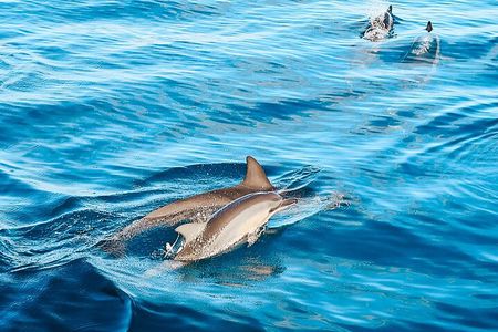 Big Island, Kona Dolphin Watch Boat Tour, Snorkeling & BBQ Lunch