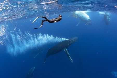  Swim with Whales in Gold Coast