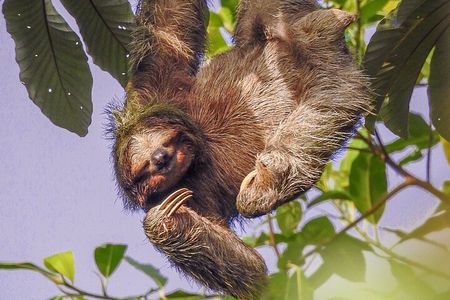 Bogarin Trail Sloth Guided Tour