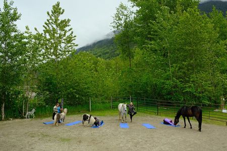 Yoga with Horses
