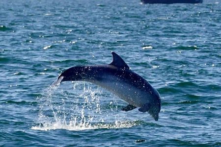 Dolphin Discovery Eco Tour