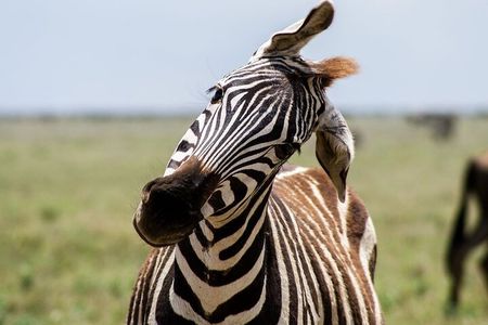 3-Day Safari in Mikumi, Udzungwa NP and Maasai Village Tour