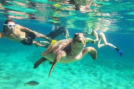 snorkeling ,Turtle Watching in Cyprus