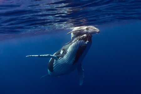 4 Hour Private Humpback Whales Encounter in Moorea