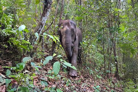 Chiang Mai: Elephant Sanctuary Observation, Doi Inthanon & Hiking