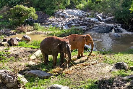 Chiang Mai Half Day Elephant Sanctuary Observation and Waterfall