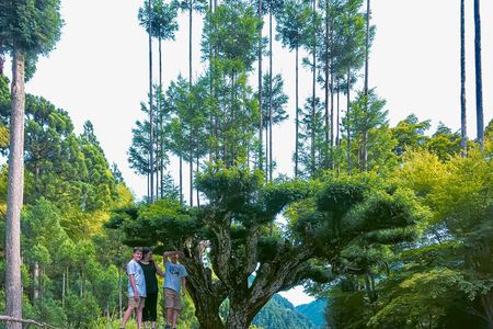 Deep Kyoto Tour in Private Van - guided by Local Expert