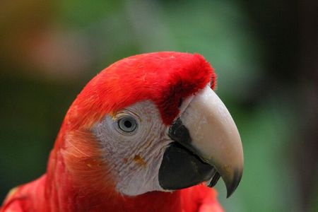 Carara National Park Guided Tour