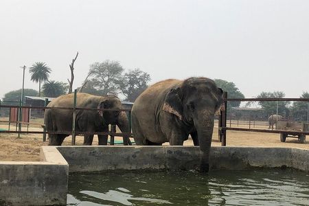 From Delhi: Taj Mahal Tour with Elephant Conservation Centre