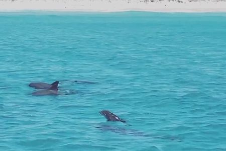 Dolphin Sightseeing Tour near Shell Island in Panama City Beach