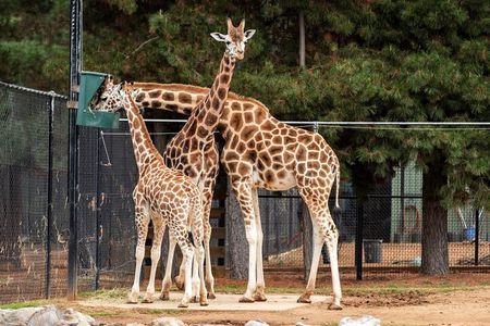 Nairobi Museum, Kicc Tower, Kobe and Giraffe Center Day Tour