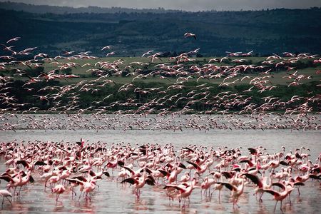 2Days Lake Bogoria and Lake Nakuru National Park Safari