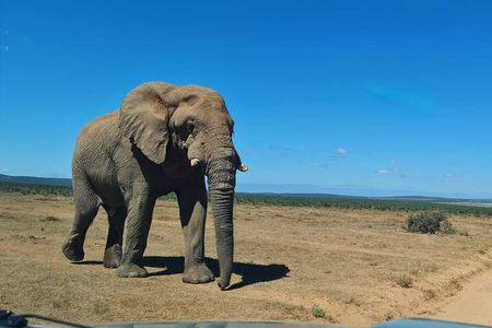 Addo Elephant National Park Full Day Private Tour