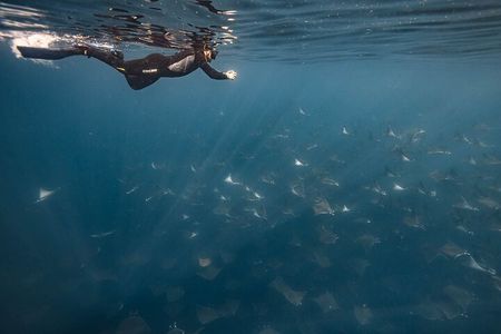 Ocean Safari Snorkel Adventure