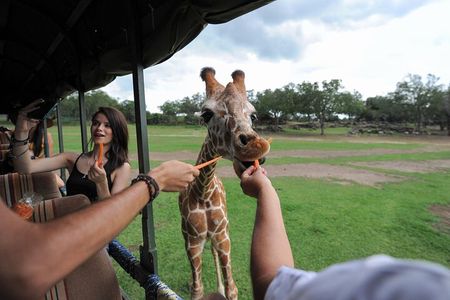 Day pass to Ponderosa Adventure Park 