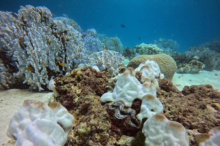 3 Days Phuket Open Water Diver Course & Scuba with License Guide