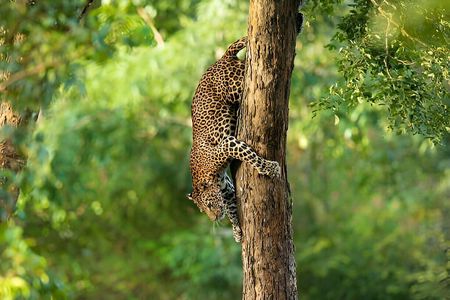 Leopard Full Day Safari Yala National Park
