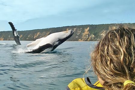 Noosa Whale Watching On Ocean Kayaks & Beach 4X4 Tour 
