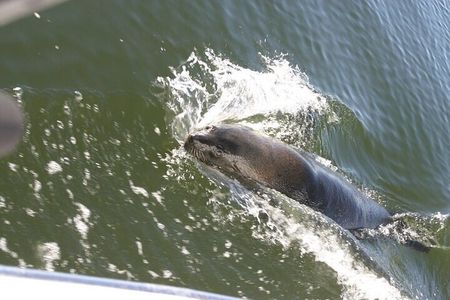 Marine Dune Day: Catamaran Cruise and Sandwich Harbor Dune Drive