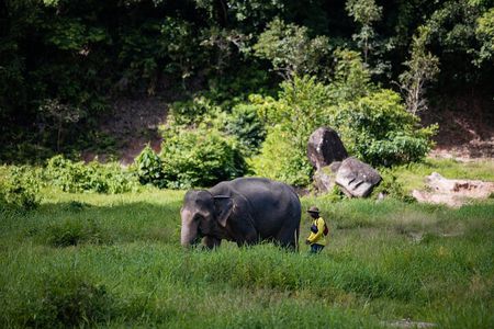 Walk and Feed at Bukit Elephant Park Phuket 
