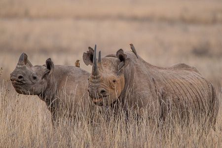 Nairobi National Park Private Tour (Morning/Afternoon Options)