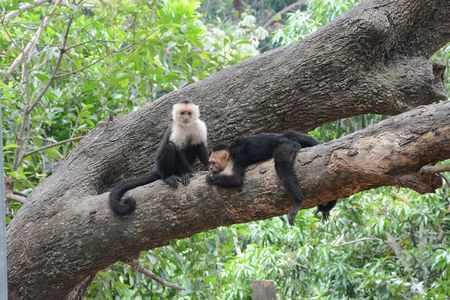 Roatan Sloth Monkey Adventure with Iguana Farm Chocolate Tasting