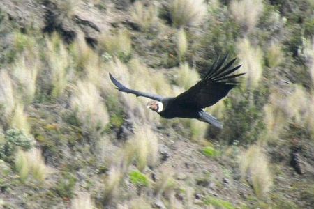 Condor Sanctuary in Antisana Park and Hummingbird Observatory 