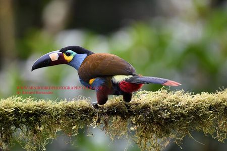 Bird Photography Tours - Ecuador & Mindo by Richard Hernandez