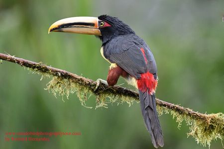 Bird Photography PrivateTour 2DAYS- Mindo Area- Richard Hernandez