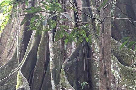 Amazon Paradise 3 Days and 2 Nights Ecolodge