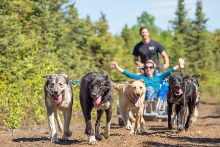 Sled Dog Ride and Scenic Drive from Anchorage