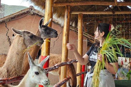 Cusco: Alpaca and Llama Farm Tour with Transfer & Weaving Demo