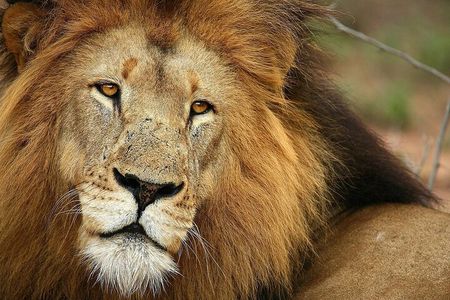 Aquila Big 5 Safari: Exclusive Wildlife Tour & Park Fee included 