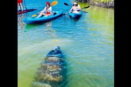 Dolphin, Manatee and Sea Turtle Kayak Adventure 