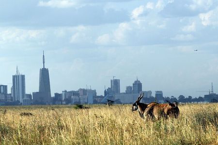 Day Tour at Nairobi National Park and Giraffe Centre