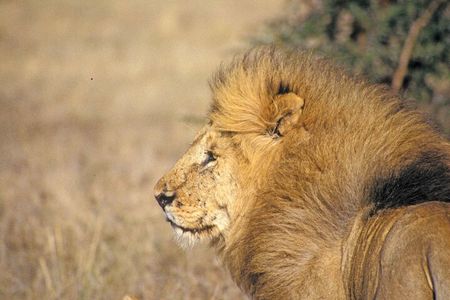 5 Hour Game Drive To Nairobi National by 4*4 Jeep