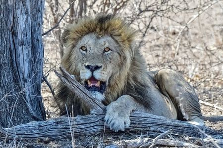2 Day Kruger Safari from Johannesburg – Budget Fly in