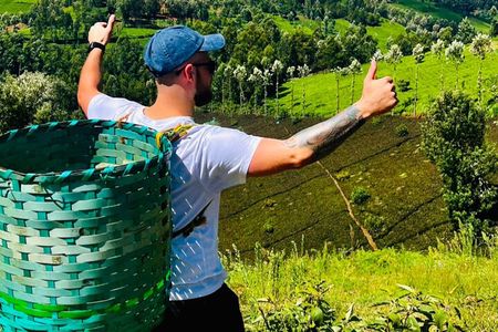 Full Day Shared Purple Tea Farm Experience