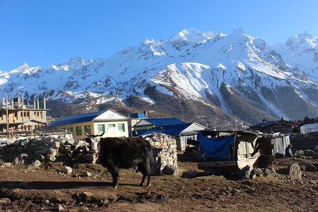 Langtang Valley Trek – 8 Days Adventure from Kathmandu