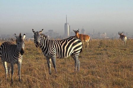 Nairobi National Park Half-Day Tour