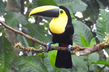 Mindo Cloud Forest Private tour - Including entrances 