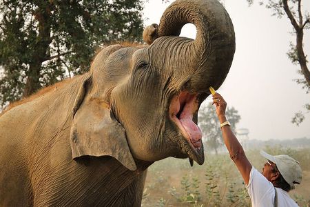 From Delhi: Sunrise Taj Mahal tour with Elephant Conservation
