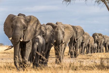 Tarangire National Park and Maasai Village Safari Tour