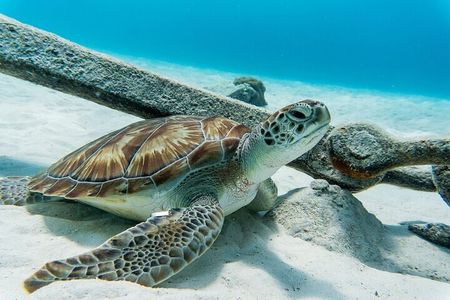 Turtle Swim at TurtleBay visit Flamingos & KnipBeach Safari Truck