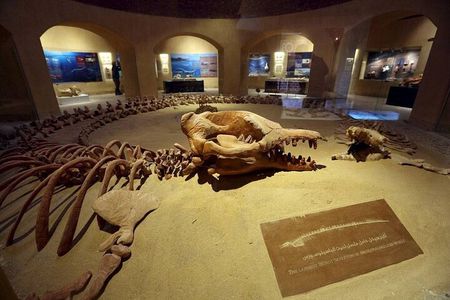 Guided tour to Valley Of The Whales From Cairo