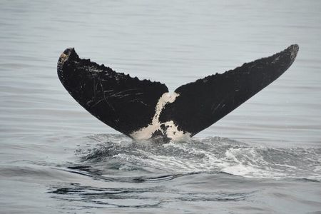 Private Tour 3 Hours of Whale Watching 