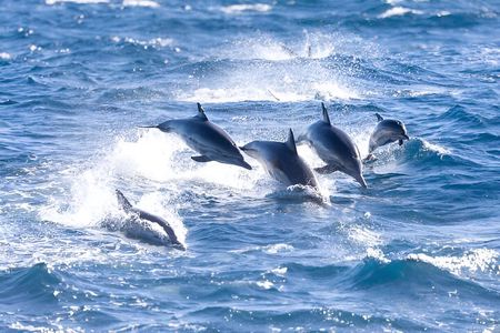 Dolphin House Boat Trip with Snorkeling & Lunch in Marsa Alam